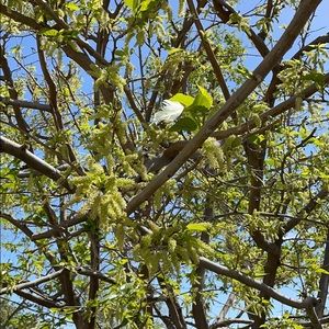 Meet your Posher, Jarcinio